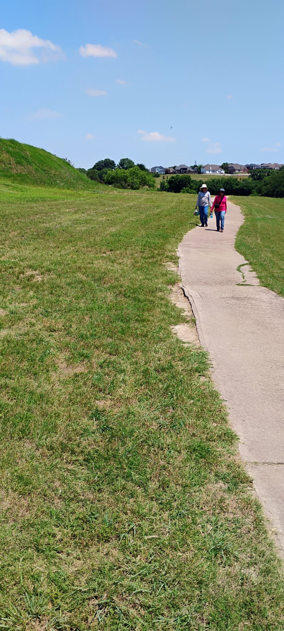 Freshly mowed pathway